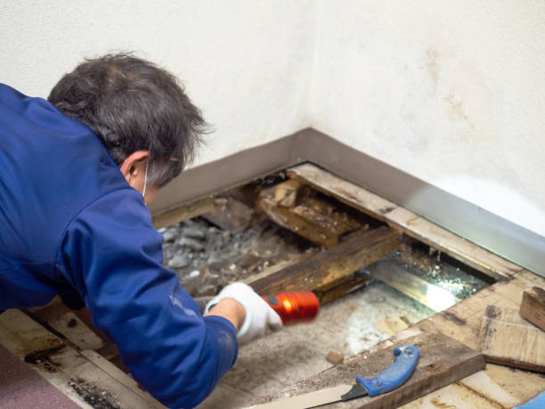 Best Mold Damage Repair  in Nd Point, WI