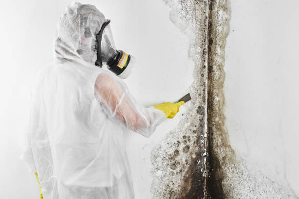 Best Fast Mold Removal  in Nd Point, WI