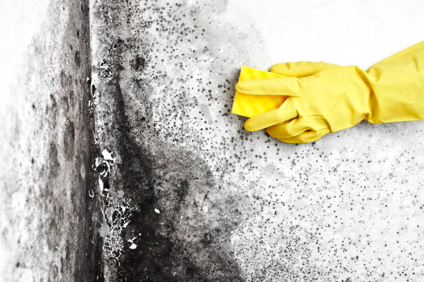 Best Attic Mold Removal  in Nd Point, WI