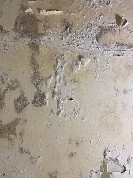Best Mold Removal Company Near Me  in Nd Point, WI