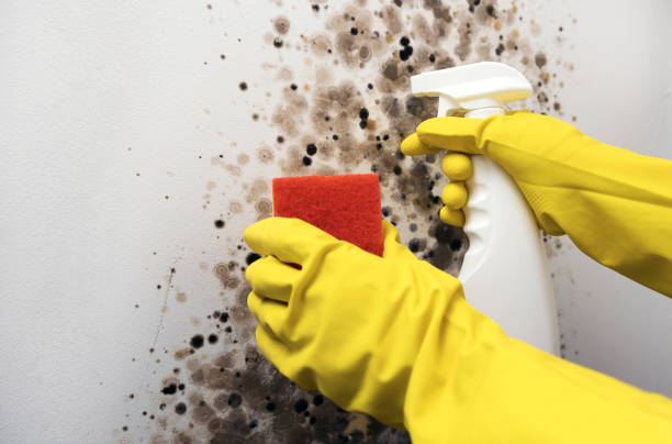 Best Mold Removal Near Me  in Nd Point, WI