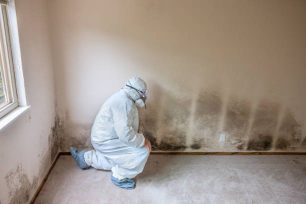 Best Fast Mold Removal  in Nd Point, WI