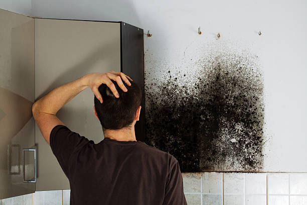 Best Mold Remediation  in Nd Point, WI