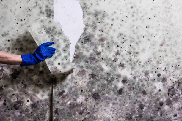 Mold Testing and Removal in Wind Point, WI