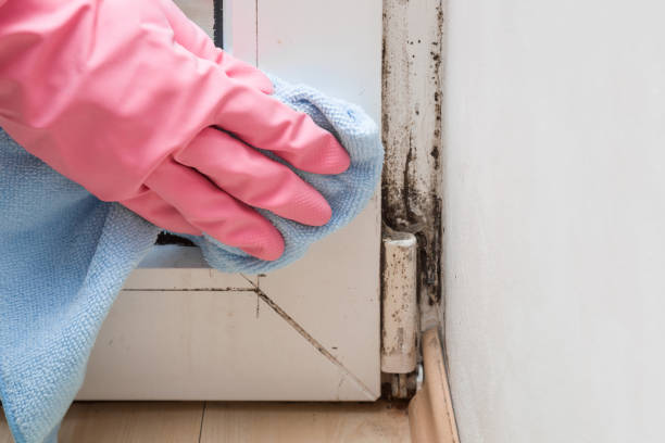 Attic Mold Removal in Wind Point, WI