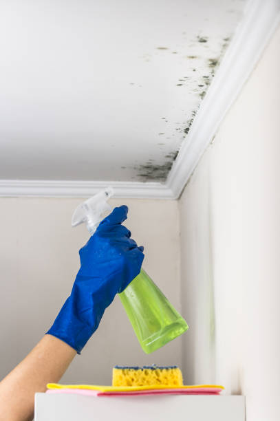 Best Affordable Mold Removal  in Nd Point, WI
